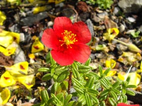 Helianthemum 'Red Dragon'